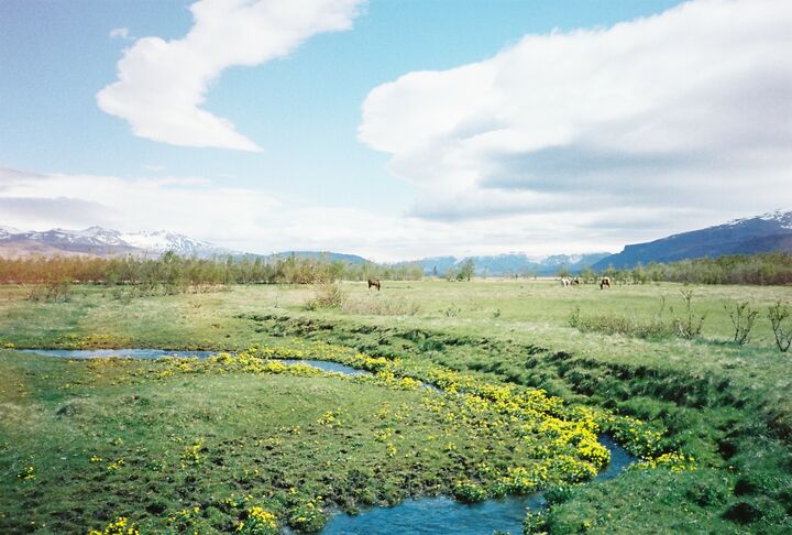 A green meadow in Iceland with a winding stream, yellow wildflowers, grazing horses, and snow-capped mountains in the distance.